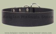2 inch wide All Weather Collar for Belgian Malinois-Leather Coll