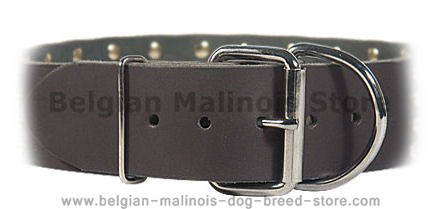 2 inch wide All Weather Collar for Belgian Malinois-Leather Collar