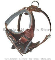 How to Put on a Dog Harness on belgian malinois