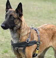 Tracking/Pulling/Agitation Leather Dog Harness For Malinois