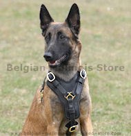 Exclusive Luxury Handcrafted Padded Leather Dog Harness