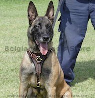 Tracking Walking leather dog harness padded and adjustable