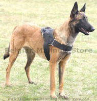 Patrol and Tracking harness for Belgian Malinois