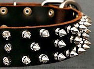 Protector Full Spiked Latigo Dog Collar for Belgian Malinois