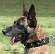 Nylon Dog collar with silver conchos