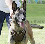 Belgian Malinois dog Harness,Padded harness ,great for agiAGITATION HARNESS NEW' SOLID BRASS BUCKLES / GSD MALINOIStation work or hard pullers while tracking ,Harness with the perfect fit for Malinois of all sizes !