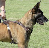 Malinois training dog harness,leather dog harness, schutzhund best harness
