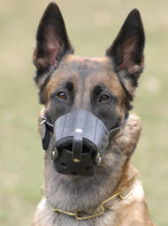 Everyday Belgian Malinois Leather dog muzzle