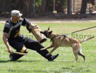 Bite Protection Sleeve - X-Sleeve for dog training