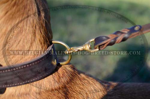 2 ply Belgian Malinois leather collar with D-ring 