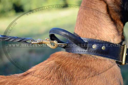 Walking Belgian Malinois leather collar with brass D-ring