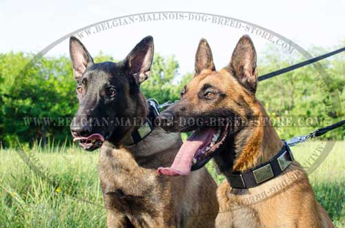 Belgian Malinois Decorated Leather and Nylon Collars 