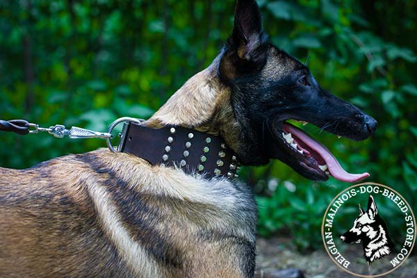 Belgian Malinois brown leather collar of classy design decorated with cones for stylish walks