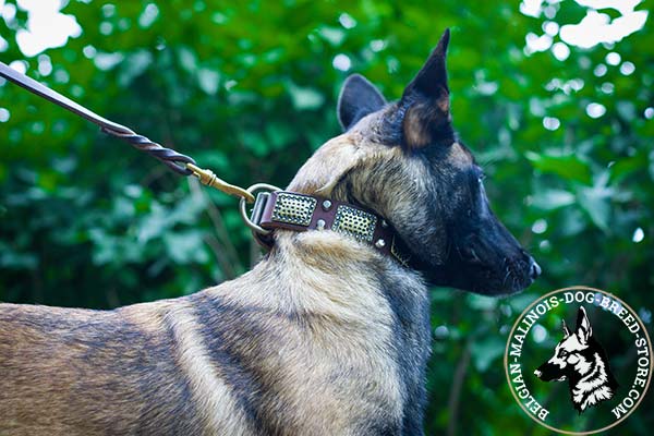Belgian Malinois brown leather muzzle with elegant decorated with studs and plates for walking
