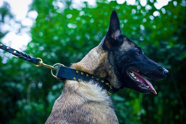 Belgian Malinois black leather collar with duly riveted spikes for any activity