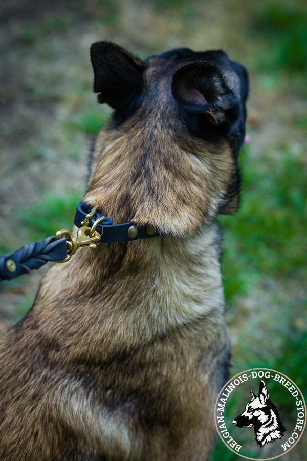 Belgian Malinois black leather collar of braided design decorated with half-balls for daily walks