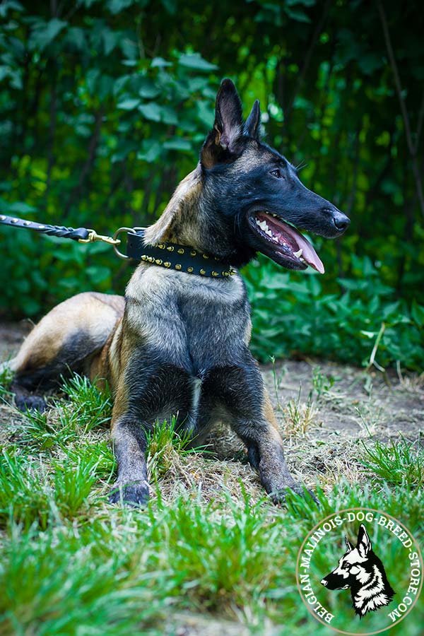 Belgian Malinois black leather collar of classy design decorated with spikes for basic training