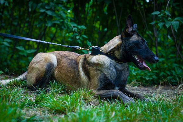 Belgian Malinois black leather collar of classy design with handset spikes for basic training