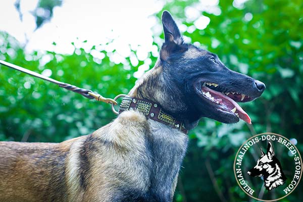 Belgian Malinois brown leather muzzle of classy design adorned with studs and plates for daily activity