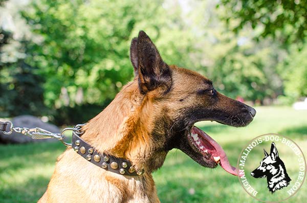 Belgian Malinois brown leather collar of genuine materials with nickel plated hardware for daily activity