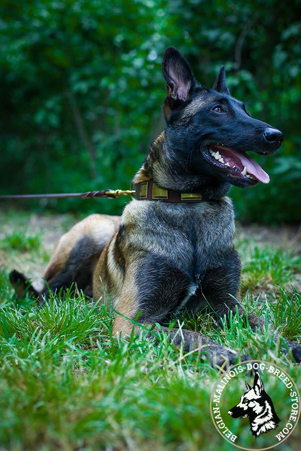 Belgian Malinois brown leather collar of classic design with handset plates for any activity