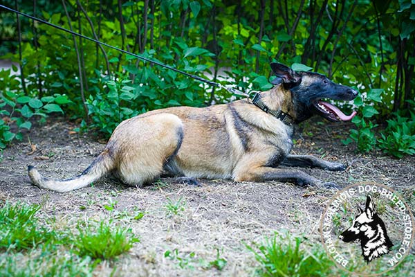Belgian Malinois black leather collar snugly fitted with handset adornment for daily walks