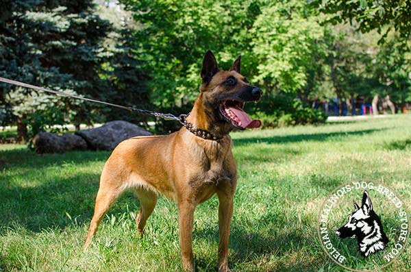 Belgian Malinois brown leather collar of high quality with handset adornment for walking