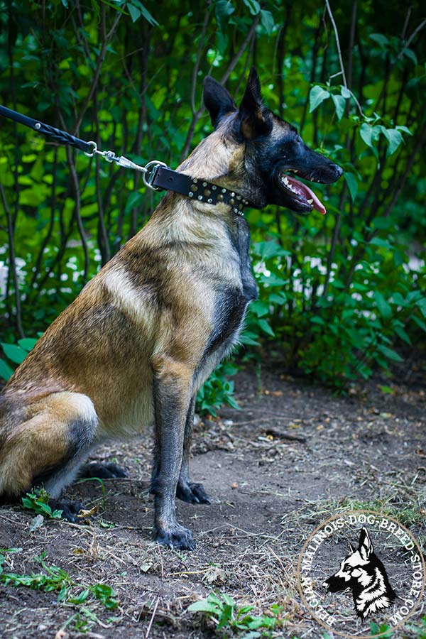 Belgian Malinois black leather collar adjustable  with handset adornment for walking in style