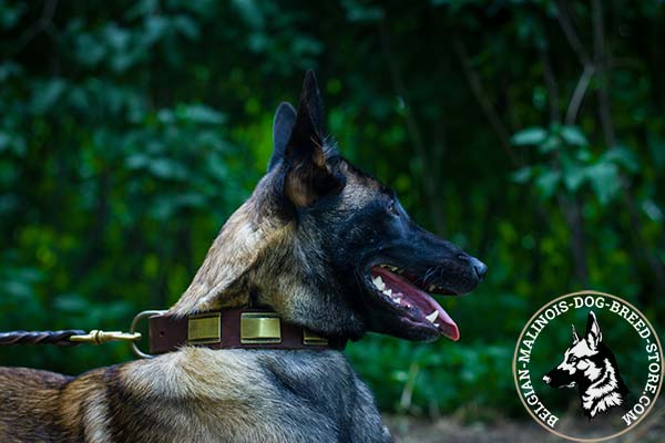 Belgian Malinois brown leather collar of genuine materials adorned with plates for daily walks