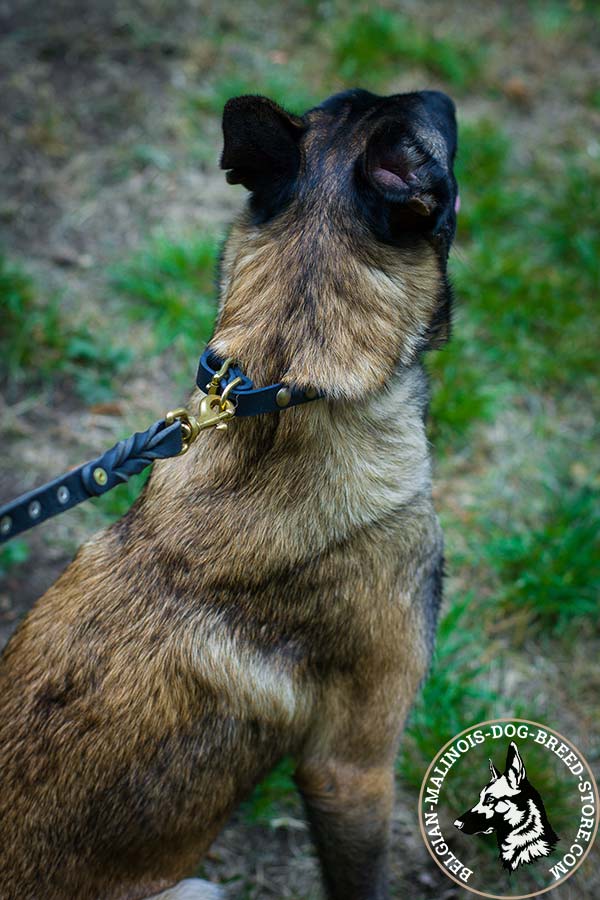 Belgian Malinois black leather collar of genuine materials adorned with half-balls for stylish walks