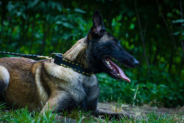 Belgian Malinois black leather collar of genuine materials adorned with spikes for basic training