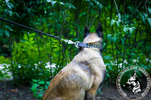 Belgian Malinois black leather collar of high quality with handset cones for walking in style