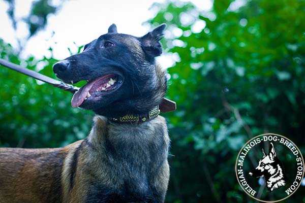 Belgian Malinois brown leather muzzle of genuine materials with nickel plated hardware for any activity