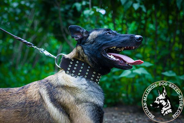 Belgian Malinois brown leather collar of high quality with cones for walking
