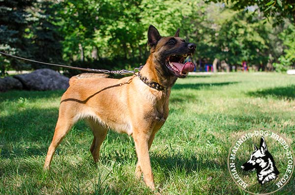 Belgian Malinois brown leather collar snugly fitted with d-ring for leash attachment for daily walks