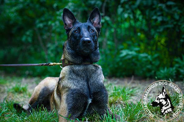 Belgian Malinois brown leather collar of high quality decorated with plates for walking