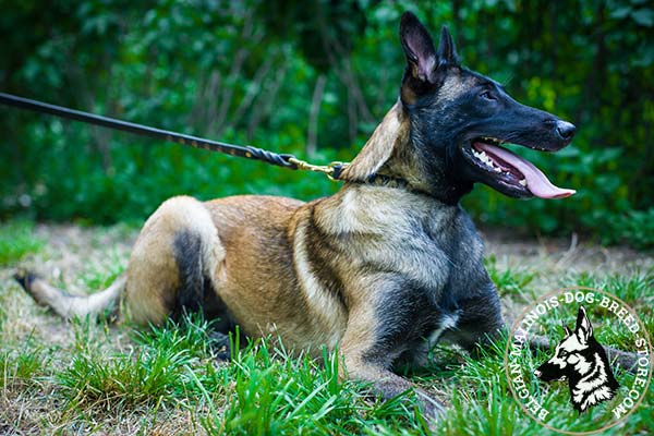 Belgian Malinois black leather collar with vintage with handset half-balls for daily walks