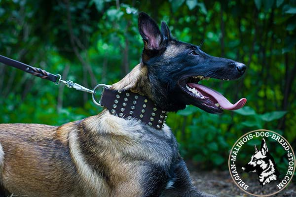 Belgian Malinois brown leather collar of genuine materials adorned with cones for daily activity