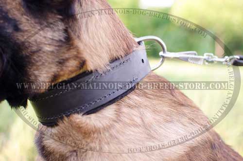 Belgian Malinois Leather Collar with Nickel Plated D-ring