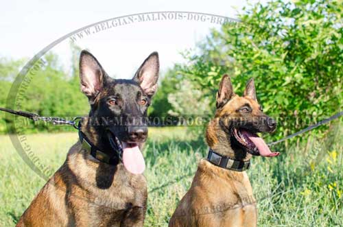Malinois Decorated Leather and Nylon Collars
