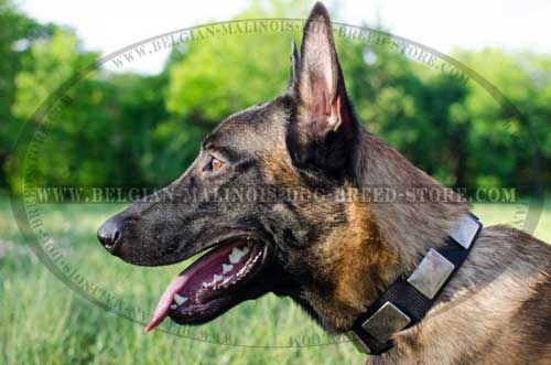 Malinois Decorated with Plates Leather Collar