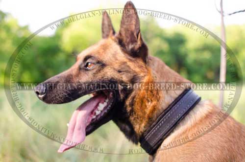 Excellent Malinois Leather Collar For Walking