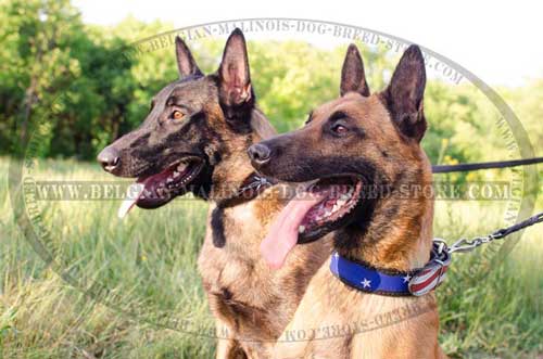 Malinois Leather Collar With Fancy Design