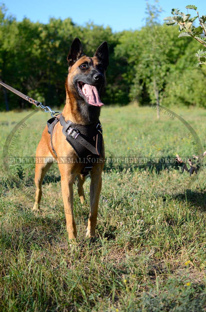 ... leather harness for your belgian malinois feedback from belgian