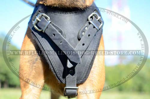 Adjustable Belgian Malinois leather harness