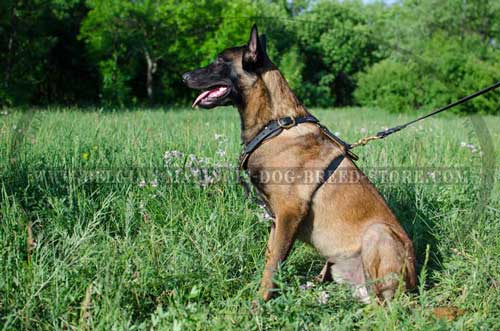Belgian Malinois Leather Harness with Studs