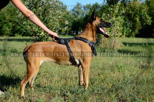 Belgian Malinois leather harness for walkin and training
