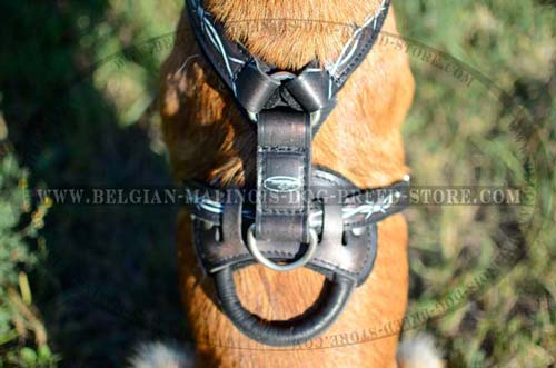 Comfortable handle on Malinois leather harness