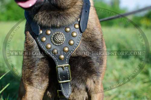 Belgian Malinois Studded Leather Harness