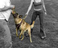 Training Dog Bite Tug Fire Hose With 2 handles